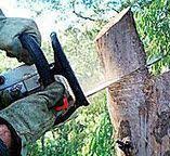 How Our Tree Care Process Works  in  Ambler, PA
