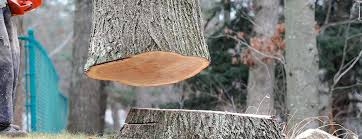 Best Fruit Tree Pruning  in Ambler, PA