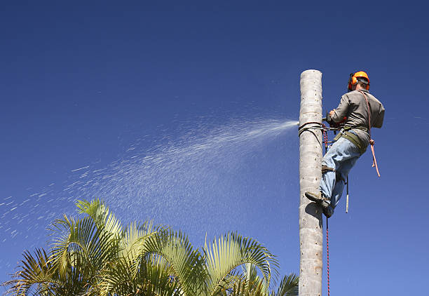Best Lawn Dethatching  in Ambler, PA