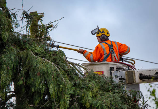 Best Utility Line Clearance  in Ambler, PA