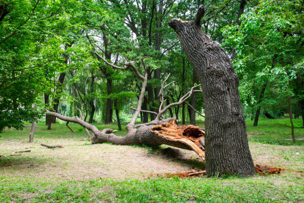 Best Pest Control for Lawns  in Ambler, PA