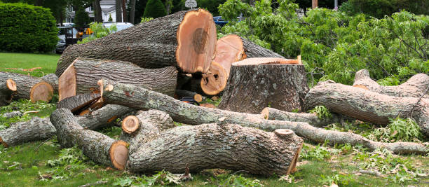 Best Palm Tree Trimming  in Ambler, PA