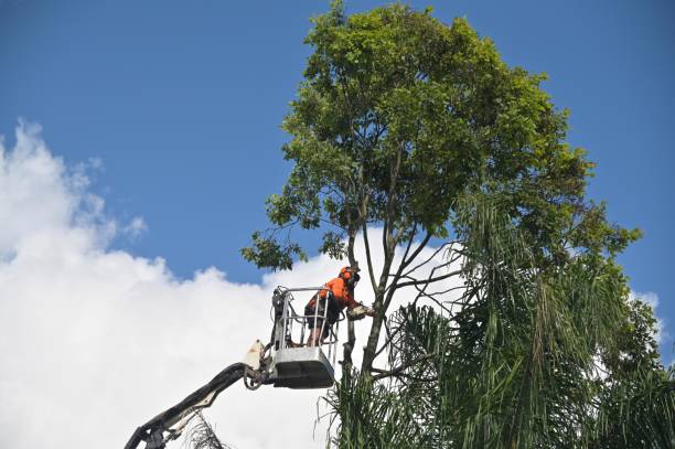 Best Commercial Tree Services  in Ambler, PA