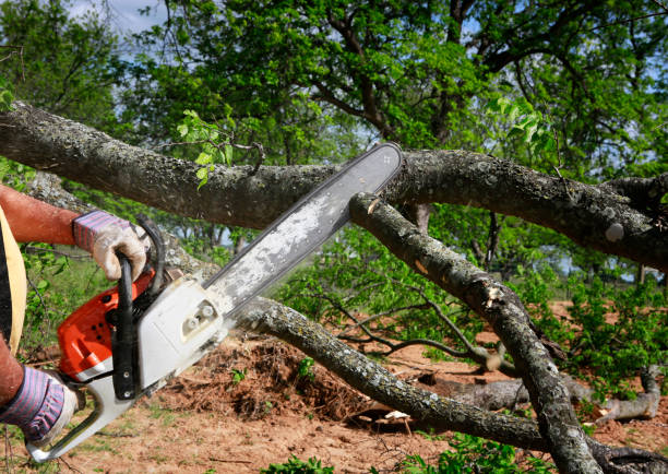 Best Emergency Tree Removal  in Ambler, PA