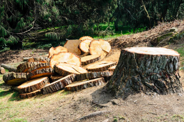Best Tree Trimming and Pruning  in Ambler, PA